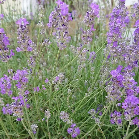 別荘 Domaine Casquil Panjas